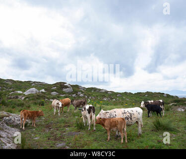 cows and calves on kerry peninsula in ireland along ring of kerry Stock Photo