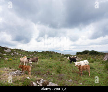 cows and calves on kerry peninsula in ireland along ring of kerry Stock Photo