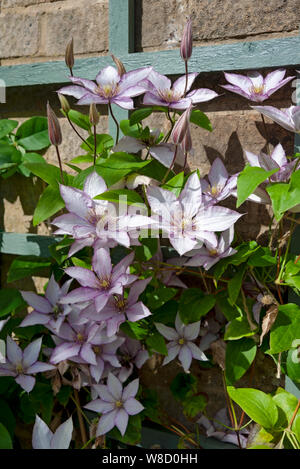 Close up of Clematis Samaritan Jo flower flowers flowering growing on a trellis on a wall in summer England UK United Kingdom GB Great Britain Stock Photo