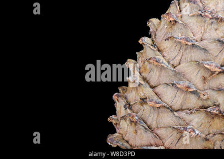 Cedar cone over black background with space for text. Stock Photo