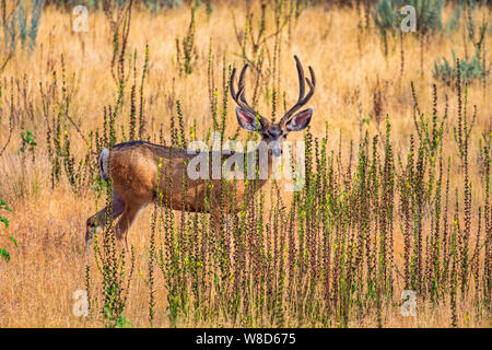 A buck Mule Deer (Odocoileus hemionus) peers through a break in the Mullein plants (Verbascum thapsus) on the north end of Antelope Island State Park. Stock Photo