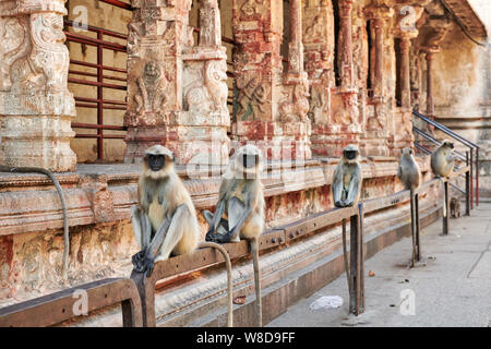 Tufted gray langur, Semnopithecus priam in Virupaksha Temple, Hampi, UNESCO world heritge site, Karnataka, India Stock Photo