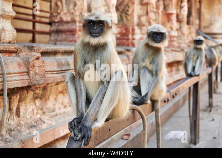 Tufted gray langur, Semnopithecus priam in Virupaksha Temple, Hampi, UNESCO world heritge site, Karnataka, India Stock Photo