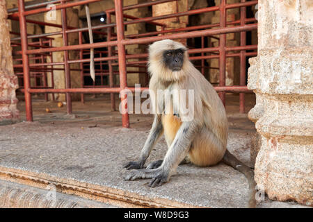 Tufted gray langur, Semnopithecus priam in Virupaksha Temple, Hampi, UNESCO world heritge site, Karnataka, India Stock Photo