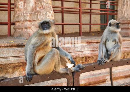 Tufted gray langur, Semnopithecus priam in Virupaksha Temple, Hampi, UNESCO world heritge site, Karnataka, India Stock Photo