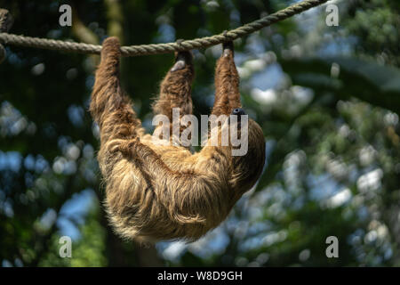 Two-toed sloth is hanging on the rope in the Zoo. Sloth sleeping holding with three paws. Stock Photo