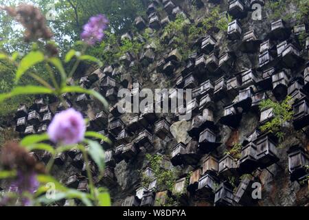 View of wooden hives on the cliff of a mountain in Guanmen Mountain National Forest Park of the Shennongjia Nature Reserve in Muyu town, central China Stock Photo