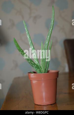 Baby aloe vera plant in a brown plastic pot sitting on a table Stock Photo