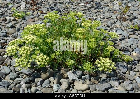 Rock Samphire sea fennel Crithmum maritimum  edible sea plant growing on a pebble beach Ceredigion Coast Path Wales cymru UK Stock Photo