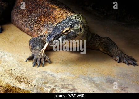 Komodo Dragon in Taronga Zoo Stock Photo