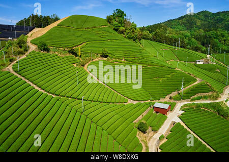 Japan, Honshu island, Kansai region, Uji, tea field for Sencha, Gyokuro and Matcha tea Stock Photo