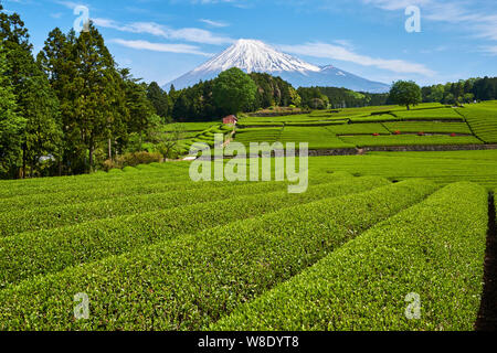 Japan, Honshu, Shizuoka, tea fields and Mount Fuji Stock Photo