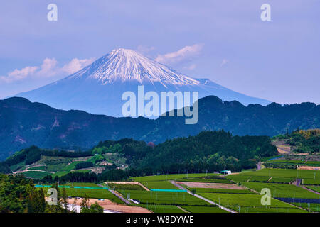 Japan, Honshu, Shizuoka, tea fields and Mount Fuji Stock Photo