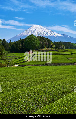 Japan, Honshu, Shizuoka, tea fields and Mount Fuji Stock Photo