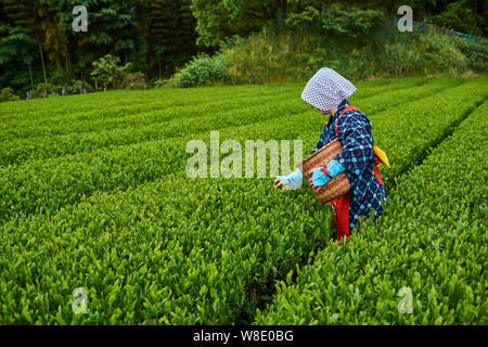 Japan, Honshu, Shizuoka, tea fields, tea picking Stock Photo