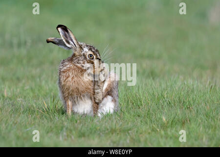 Brown Hare / European Hare / Feldhase ( Lepus europaeus ) grooming, cleaning its hind paw, taking care of paws, wildlife, Europe. Stock Photo