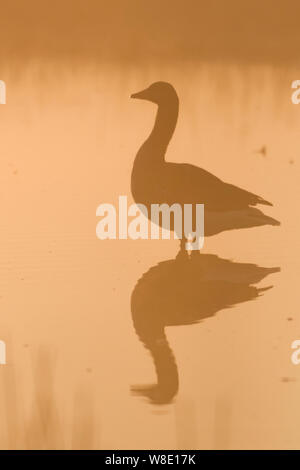 Greylag Goose / Graylag Goose / Graugans ( Anser anser ) standing in shallow water, early morning light, moody silhouette, atmospheric backlit shot, w Stock Photo