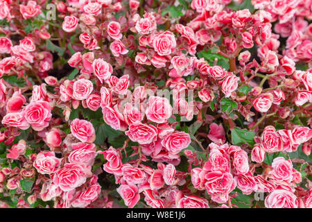 pring scenes of red and pink begonia blooming flowers in the garden with abstract green soft nature background Stock Photo