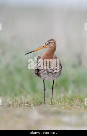 Black-tailed Godwit / Uferschnepfe ( Limosa limosa) in breeding dress, long legged wader bird, perched on the ground, watching to the side, frontal sh Stock Photo