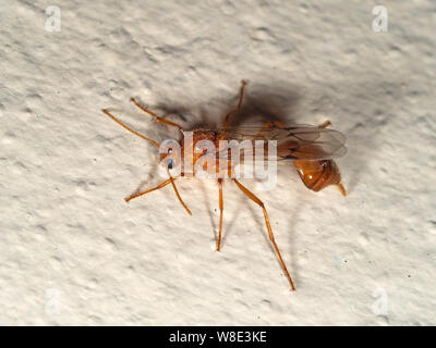 Macro Photography of Orange Flying Ant on The Wall Stock Photo