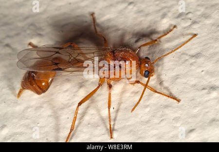 Macro Photography of Orange Flying Ant on The Wall Stock Photo