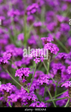 Verbena rigida 'Santos Purple' flowers Stock Photo