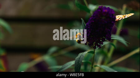 Busy bumble bee and butterfly collecting pollen from purple buddleja blossoms Stock Photo