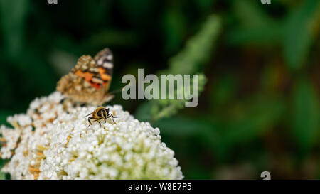 Closeup on bee collecting pollen from white buddleja flower with painted lady butterfly in the background and natural green backdrop Stock Photo