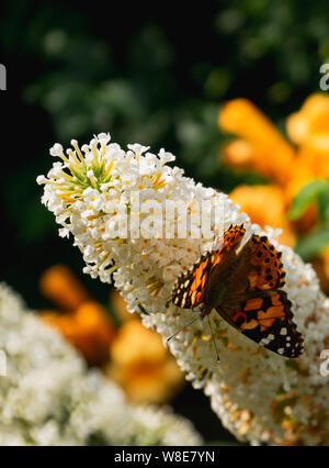 Painted lady/ Vanessa cardui and bumble bee collecting nectar from bright white buddleja flower on natural background Stock Photo