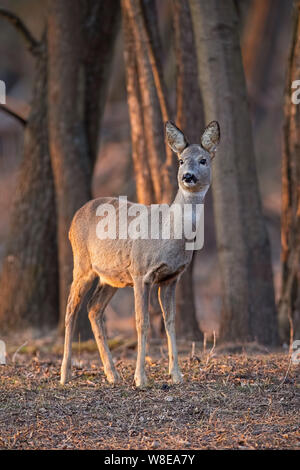 Roe deer, capreolus capreolus, doe standing in forest between trees at sunset. Stock Photo