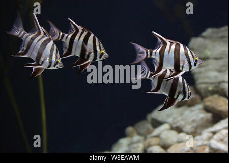 Close up of topical fish in aquarium Stock Photo