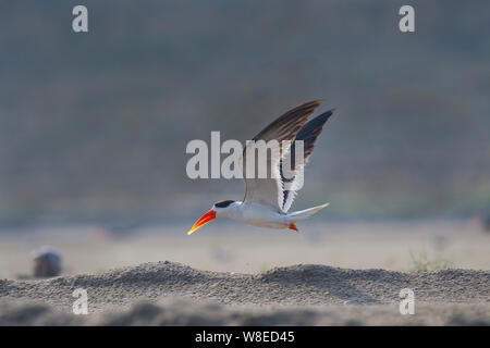 Indian Skimmer in Ganga, Uttar Pradesh Stock Photo