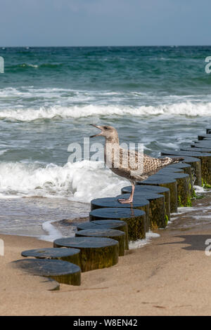 Brown Herring Gull stands screaming on a wooden pole on the sandy beach of the Baltic Sea Stock Photo