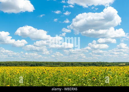 Panorama of a sunflower floor] with bright yellow flowers and green leaves, a forest on the horizon and a sky with clouds. Stock Photo