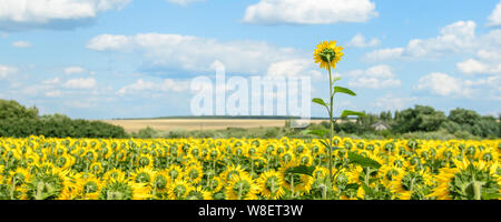 Panorama of a sunflower field with the same height flowers turned away from the camera and one very high flower against the sky. Concept. Banner.