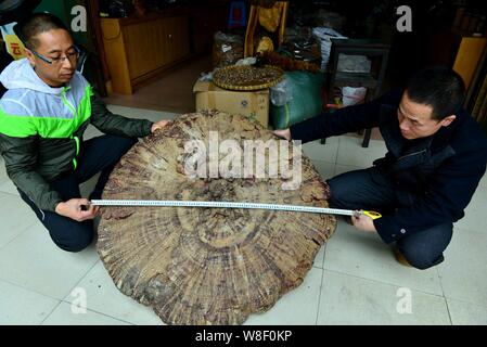 Wei Fangning, right, measures the diameter of a giant mushroom (ganoderma lucidum) in his local specialties shop in Hezhou city, south Chinas Guangxi Stock Photo