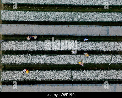 Aerial view of Chinese villagers drying fish at a sunning ground in Xintang village, Changxing county, Huzhou city, east China's Zhejiang province, 30 Stock Photo