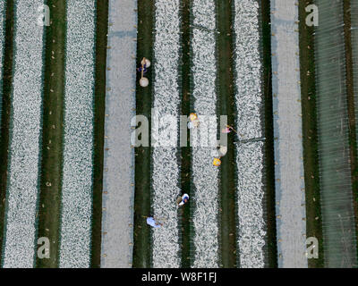 Aerial view of Chinese villagers drying fish at a sunning ground in Xintang village, Changxing county, Huzhou city, east China's Zhejiang province, 30 Stock Photo