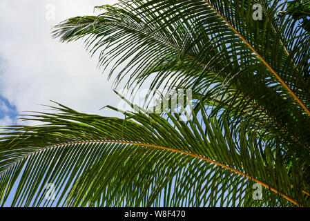 Abstract Texture of palm leaves. Palm leaves background. Stock Photo