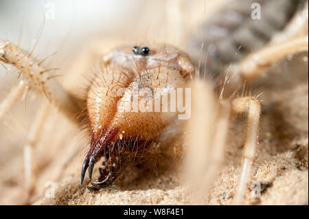 Close up of middle east wind scorpion. In the process of shooting the spider was not injured, and after it was released into the natural environment. Stock Photo