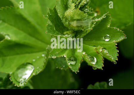 big drops of water at green plant leaves. big raindrops macro. fresh background in green tones Stock Photo