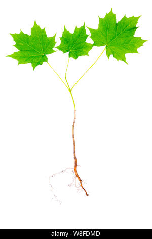 Young maple tree with roots isolated on white background. Stock Photo