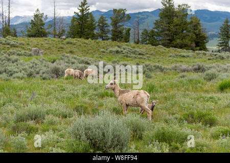 Mother Bighorn Sheep Stands Over Lamb in Yellowstone wilderness Stock Photo