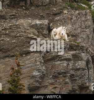 Mountain Goat Kid and Adult Look Down Cliff in Glacier National Park ...