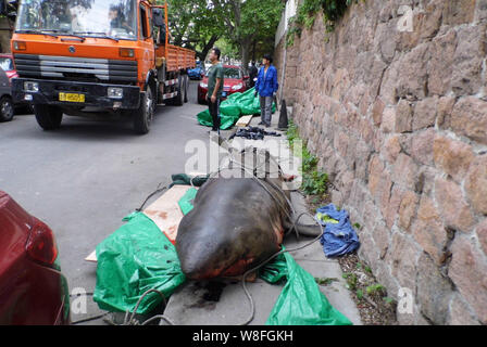 A dead great white shark, six-meter long and about 500 kg in weight, is seen on a road in Qingdao city, east Chinas Shandong province, 19 May 2015. Stock Photo