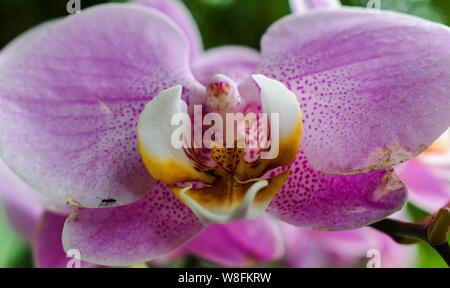 Close up of a beautiful purple moth orchid at the Eden Project Cornwall Stock Photo