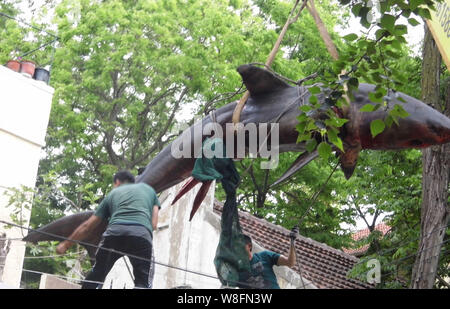 A dead great white shark, six-meter long and about 500 kg in weight, is being lifted by a crane to a house in Qingdao city, east Chinas Shandong provi Stock Photo