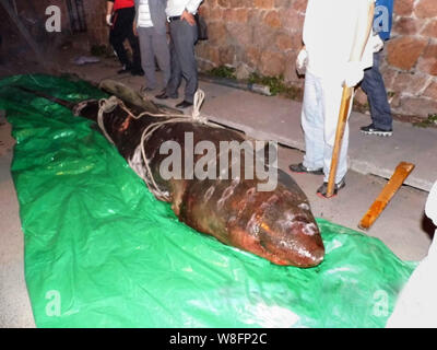 A dead great white shark, six-meter long and about 500 kg in weight, is seen on a road in Qingdao city, east Chinas Shandong province, 18 May 2015. Stock Photo