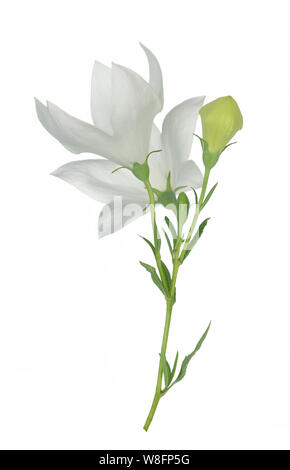 White Platcodon flowers isolated on white Stock Photo