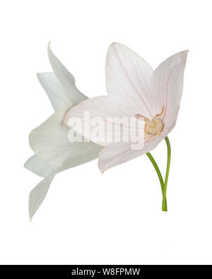 Pink Platcodon flowers isolated on white Stock Photo